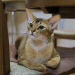 Why Control-Driven Zodiac Signs Struggle With Independent Cat Breeds