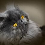 5 Cat Breeds That Can Handle Your Intensity - and 5 That Can't