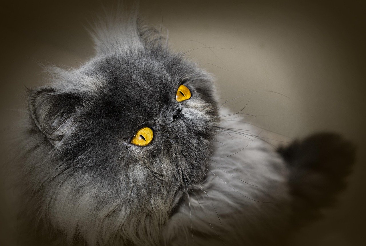5 Cat Breeds That Can Handle Your Intensity - and 5 That Can't