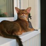 Why an Abyssinian Cat is Not for Everybody