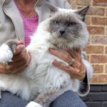 10 Cat Breeds With The Sweetest Personalities - Gentle, Quiet, Affectionate