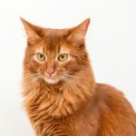 12 Cat Breeds That Need Far More Grooming Than Owners Realize