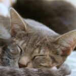 Why Cats Sleep At Our Feet