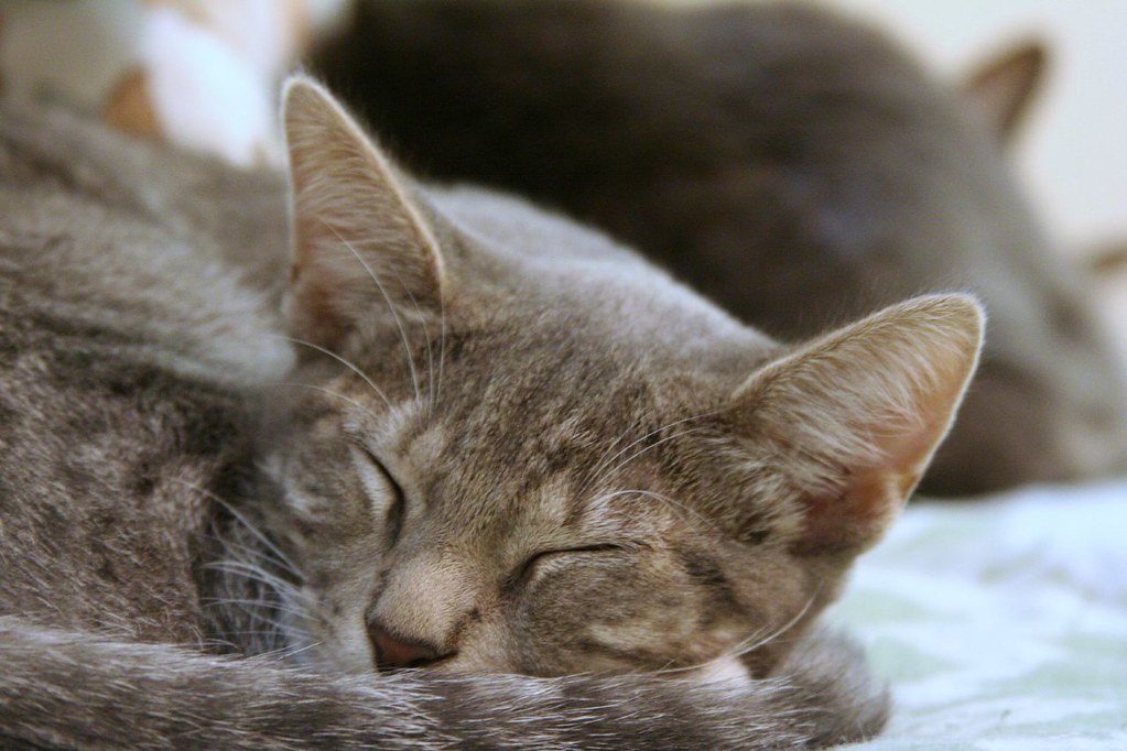 Why Cats Sleep At Our Feet