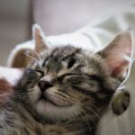 Your Cat Dreams About These 10 Things He Loves but Almost Never Gets