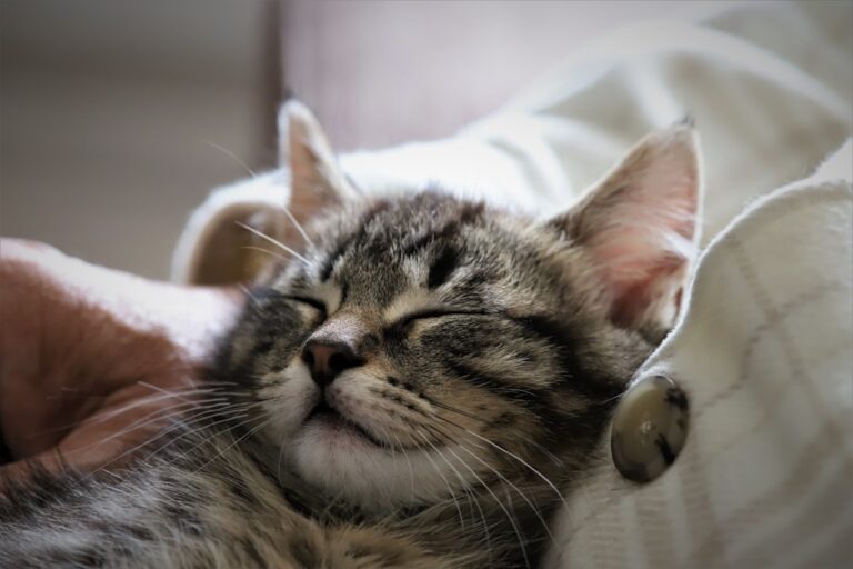 Your Cat Dreams About These 10 Things He Loves but Almost Never Gets
