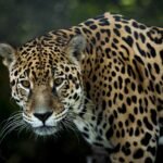 8 Surprising Facts That Prove Jaguars Are The Strongest Big Cats Pound For Pound