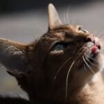 The Zodiac Signs Most Likely to Clash With High-Energy Cats