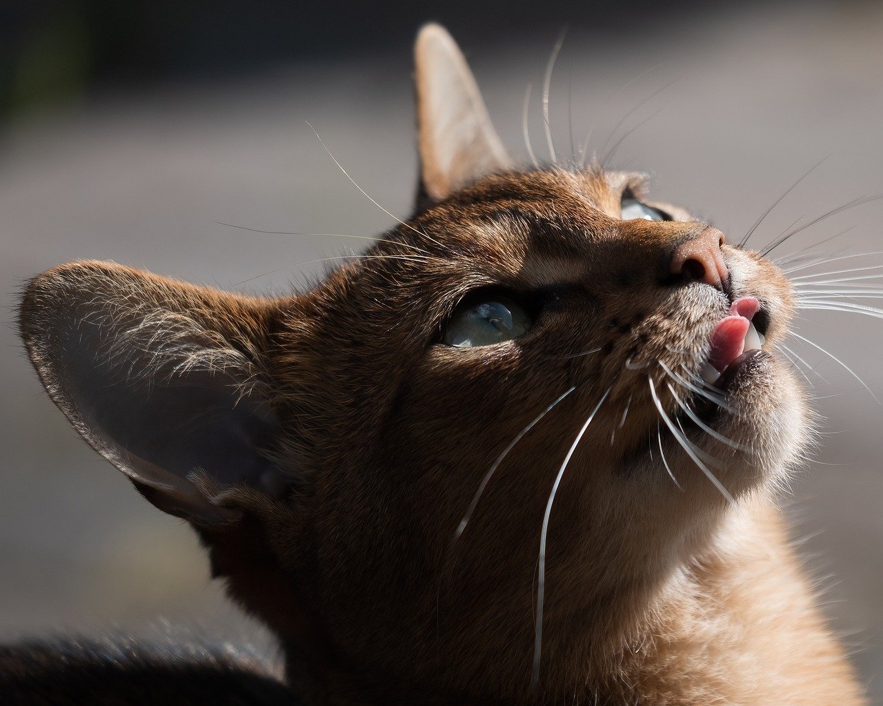 The Zodiac Signs Most Likely to Clash With High-Energy Cats