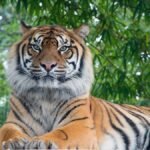 12 Reasons Tigers Are The Most Psychologically Complex Predators On Earth