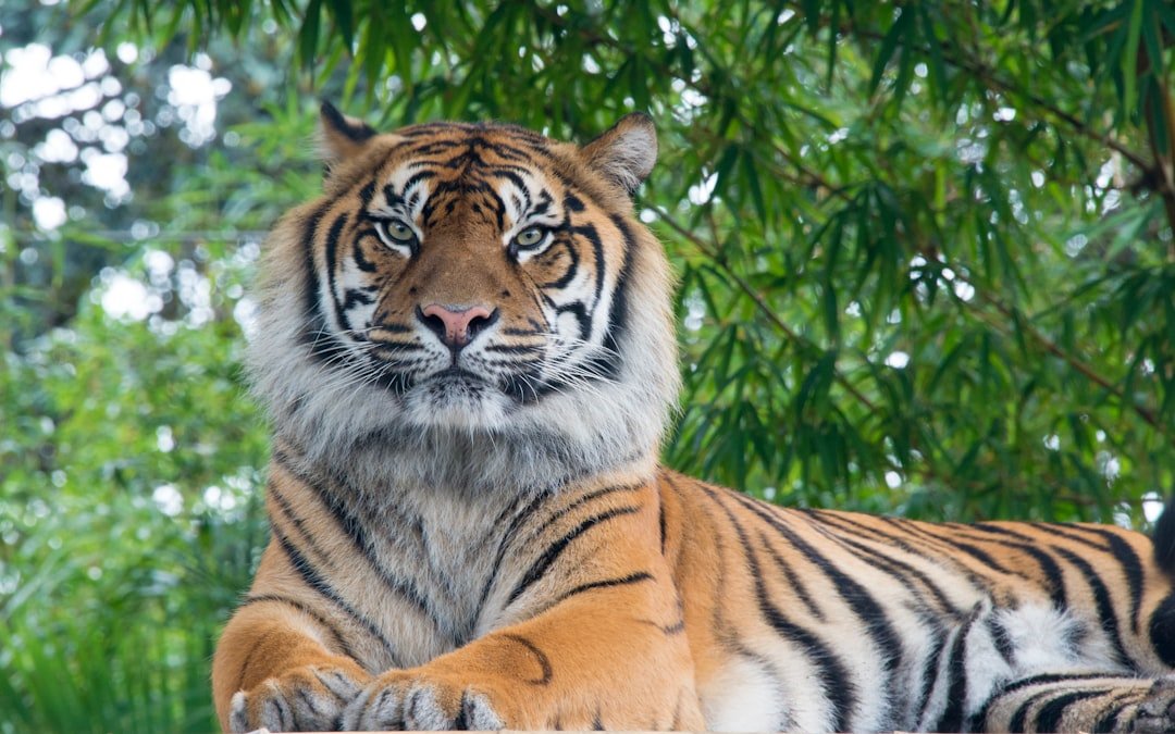 12 Reasons Tigers Are The Most Psychologically Complex Predators On Earth