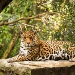 8 Ways Jaguars Quietly Dominate Their Ecosystems