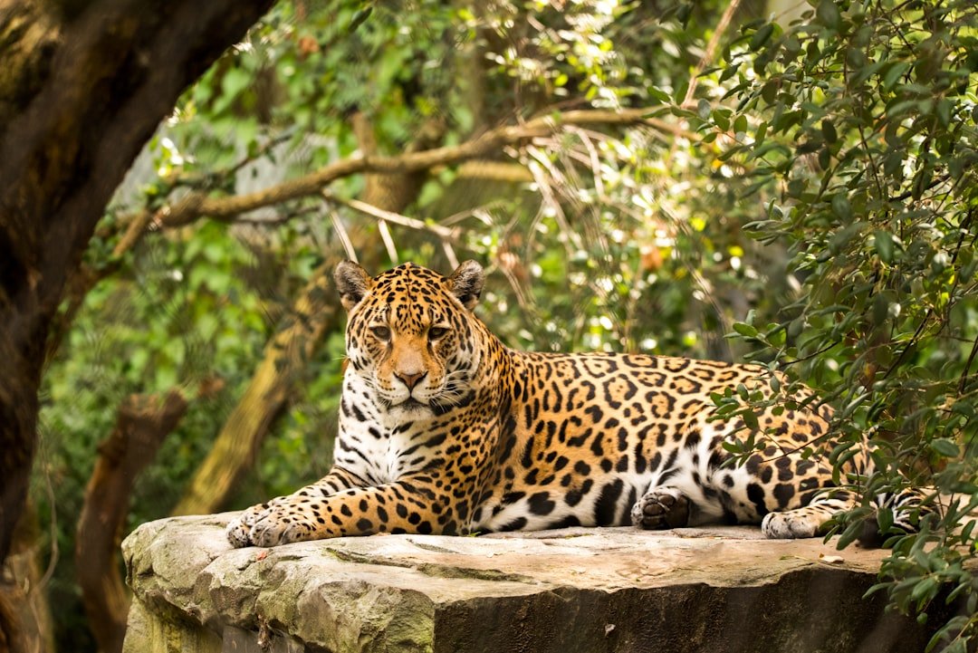 8 Ways Jaguars Quietly Dominate Their Ecosystems