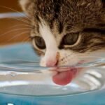 How Much Water Does a Cat Need Every Day