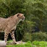 12 Hard Truths About Why Jaguars and Cheetahs Are Running Out of Time