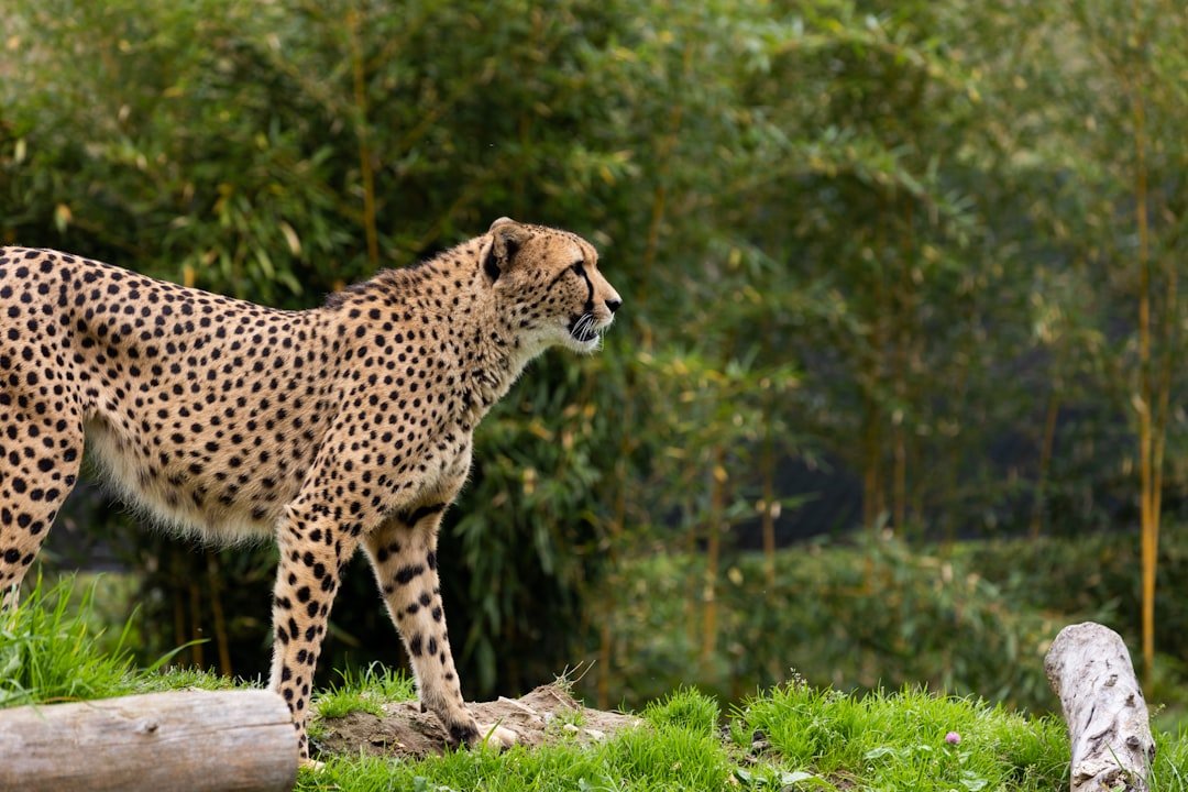 12 Hard Truths About Why Jaguars and Cheetahs Are Running Out of Time
