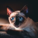 The Cat Breeds That Reflect Your Zodiac Sign's Shadow Side