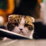 Zodiac Signs That Accidentally Stress Their Cats Without Realizing It