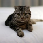 10 Cat Breeds That Test Your Patience, Your Furniture, and Your Sanity