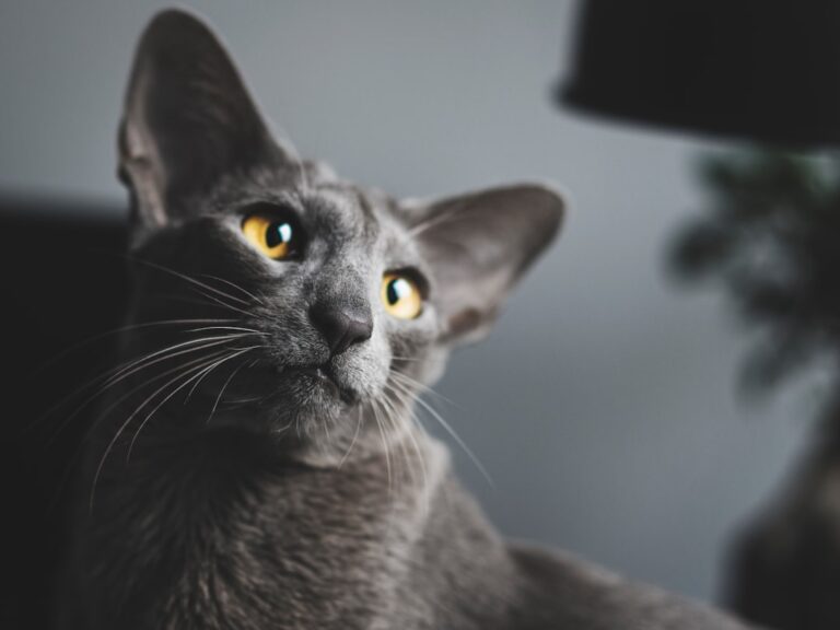 8 Cat Breeds Whose Night Escapades Will Drive You Crazy