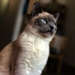 11 Cat Breeds Experts Say Are Emotionally Demanding but Rarely Return the Favor
