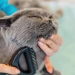 How To Keep A Cat Clean Without A Bath