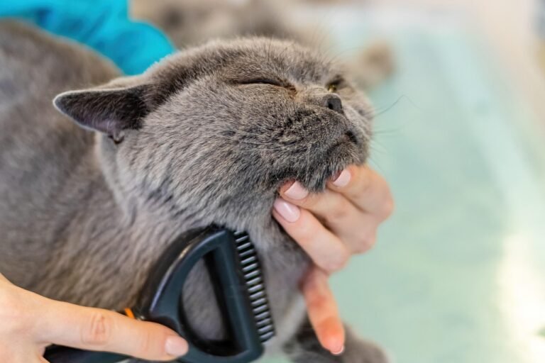 How To Keep A Cat Clean Without A Bath
