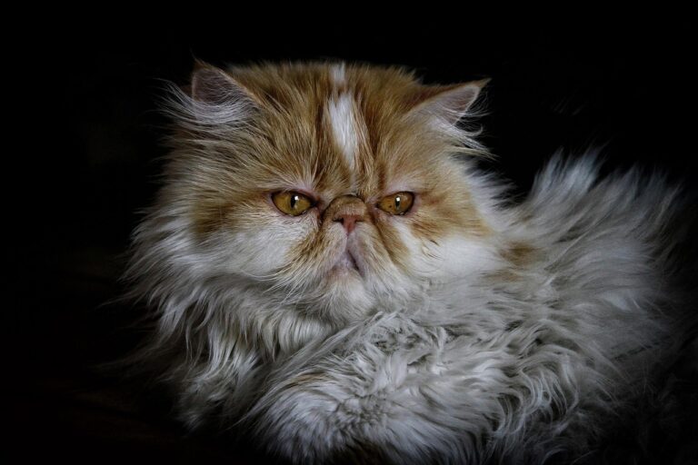 The Cat Breeds That Expose Each Zodiac Sign's Patience Limits