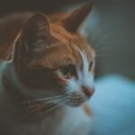 Cats That Become Emotionally Distant Based on Their Owner's Zodiac Sign