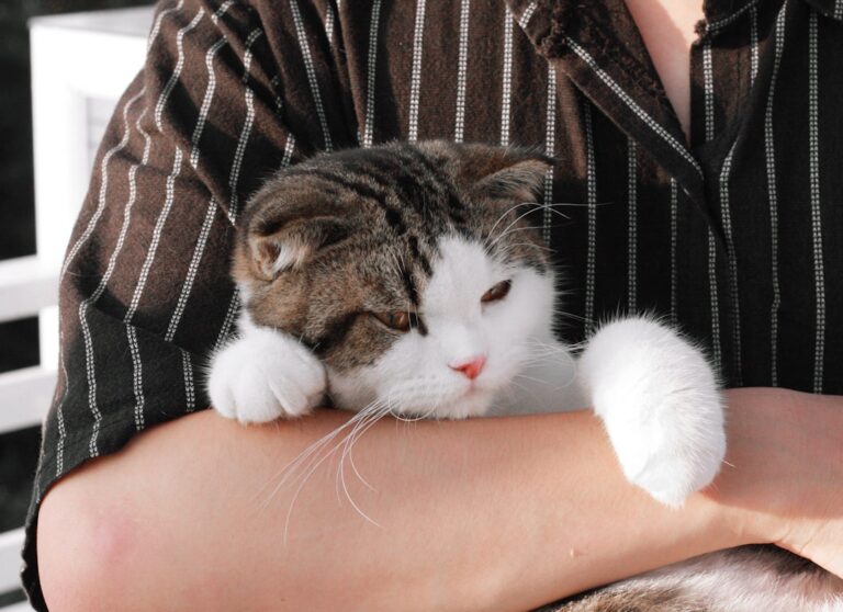 Zodiac Signs That Expect Too Much Emotional Loyalty From Their Cats