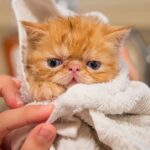 8 Breeds That Are Perfect Lap Cats for Cozy Evenings