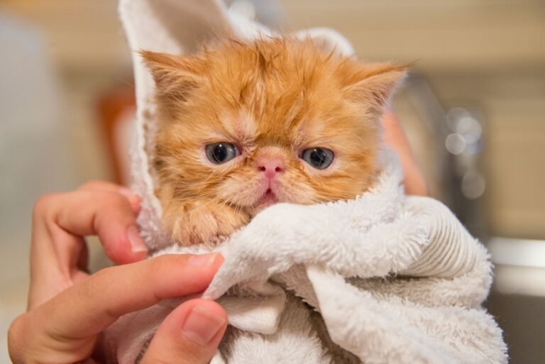 8 Breeds That Are Perfect Lap Cats for Cozy Evenings