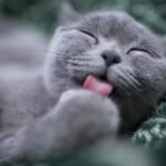 8 Things Cats Love That Owners Don't Do Enough