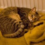 10 Ways to Create a Purr-fectly Zen Home for Your Cat