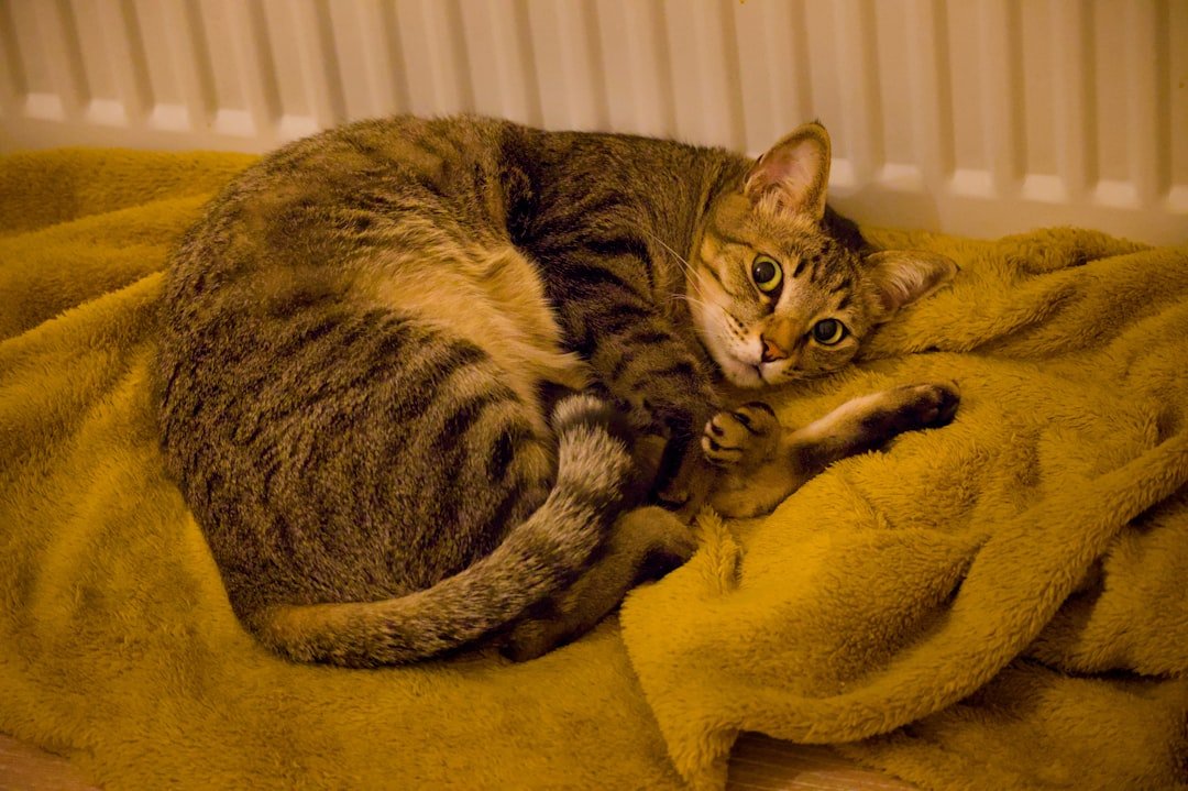 10 Ways to Create a Purr-fectly Zen Home for Your Cat