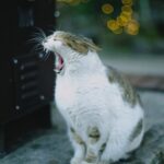 8 Cat Breeds Known for Their Playful and Energetic Personalities