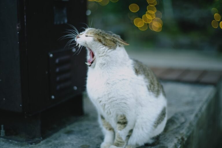 8 Cat Breeds Known for Their Playful and Energetic Personalities