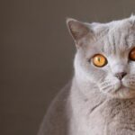 7 Everyday Sounds That Fascinate and Puzzle Your Cat