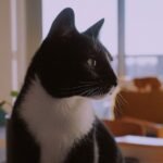 10 Reasons Why Your Cat Might Be a Secret Introvert