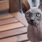 12 Cat Breeds That Don't "Grow Out" of Difficult Behavior - No Matter the Age