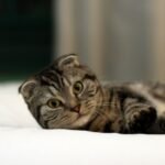9 Cat Breeds That Will Test Your Patience
