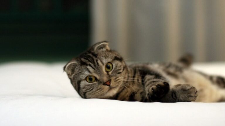 9 Cat Breeds That Will Test Your Patience