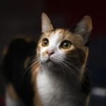 The Quietest Cats Often Have the Loudest Inner Worlds