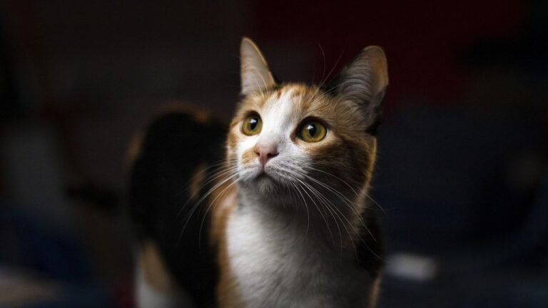 The Quietest Cats Often Have the Loudest Inner Worlds