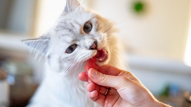 10 Toxic Foods for a Cat