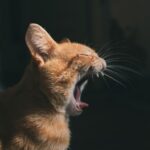 If Your Cat's Caterwauling Is Driving You Crazy at Night, Here's What to Do