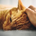 7 Clear Signs Your Cat Is Clinging On To Life
