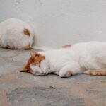 Cats Don't Just Nap, They Practice the Ancient Art of 'Power Snoozing'