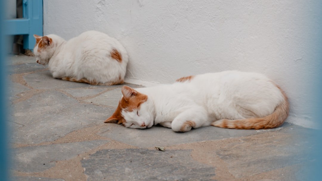 Cats Don't Just Nap, They Practice the Ancient Art of 'Power Snoozing'