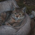 The Cozy Comforts Your Cat Craves: Beyond Just a Warm Lap